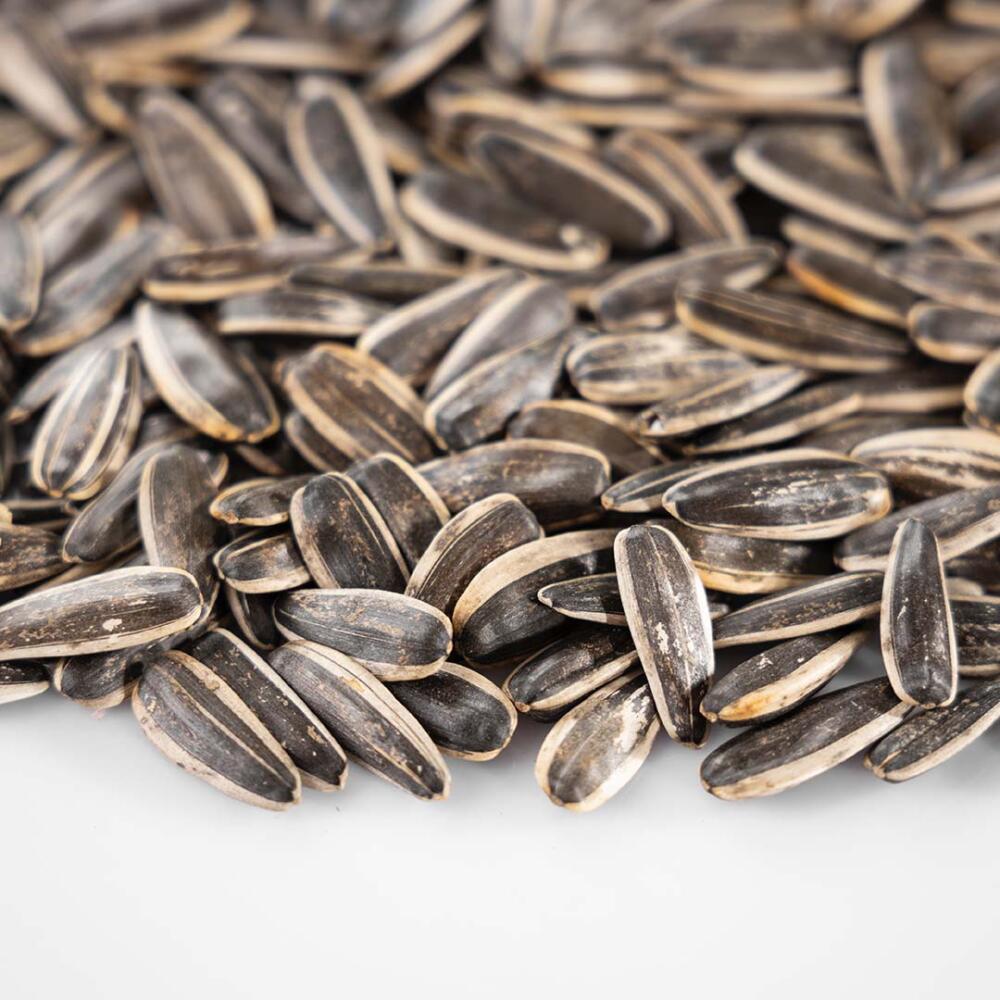 Closeup of sunflower seeds.