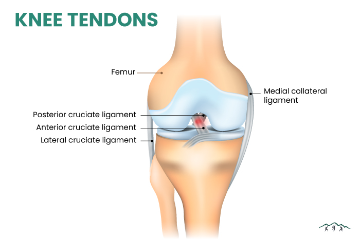 Diagram of knee tendons
