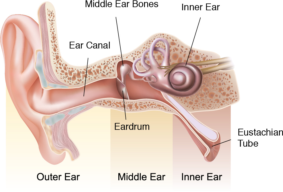 Diagram image of the components of the inner ear.