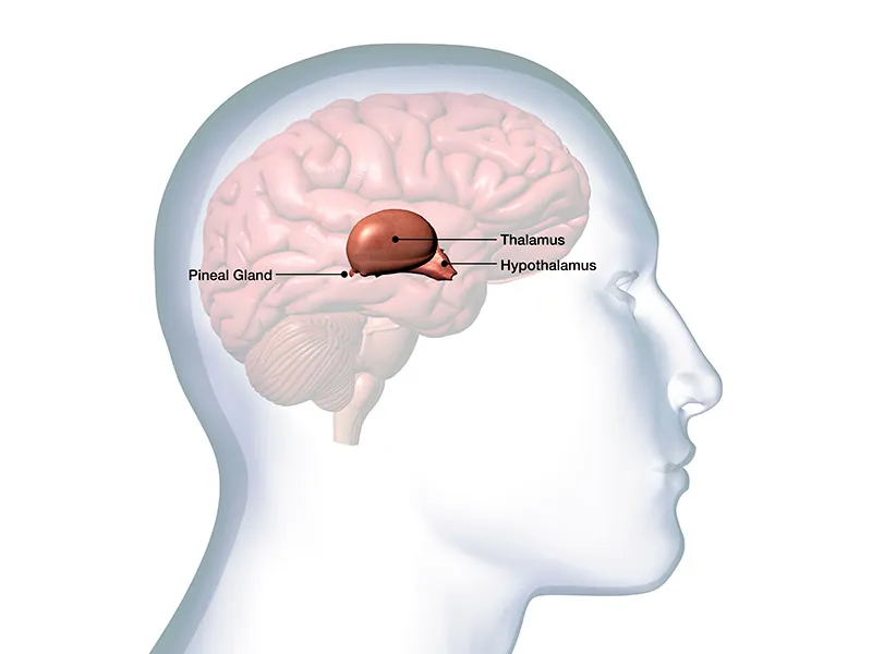 hypothalamus regulates thirst, body temperature, etc.